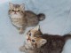 Donne tres Jolie Chatons Exotic Shorthair