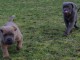 A donner Chiots cane corso