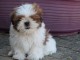 Chiots shih tzu disponible de suite