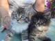 Adorable chatons maine coon