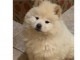  A donner chiot type Chow Chow femelles