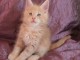 Chaton main coon a donner