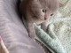 Adorable chaton chartreux