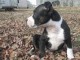 A donner Chiots staffordshire bull terrier