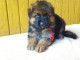 Chiots berger allemand LOOF