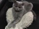 A donner chatons british shorthair