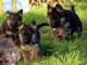 Chiots berger allemand