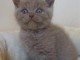 Adopter un Chaton british shorthaïr gratuit