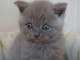 Adopter Chaton british shorthaïr gratuit