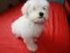 Magnifiques chiots bichon havanais à donner