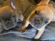 superbes chiots type Bouledogue Français a donner