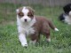 Magnifique chiots berger australien a donner