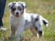 Magnifiques chiots bergers australiens LOF