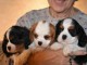 jolis petits cavaliers king charles