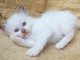  Disponible de suite bb chatons de type sacré bimanie 