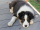 Chiots Border Collie adorable