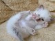 Disponible de suite bb chatons de type sacre de Birmanie 