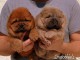 Chiots chowchow a donner 