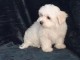 DISPONIBLE Chiot mâle Bichon 