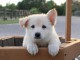 CHIOTS BERGERS BLANC SUISSE