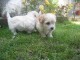 Donne contre bon soins Magnifiques chiots bichon frise lof