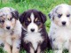 SUPERBES CHIOTS BERGER AUSTRALIEN