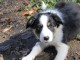 Chiots Border Collie adorable