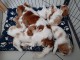 Chiots Cavalier King Charles Spaniel