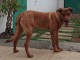  Donne chien croisé Rhodesian-Ridgeback