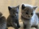 chatons chartreux mâle et femelle