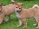 Chiots shiba a donner