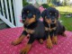 A donner chiots rottweiler