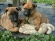 chiots berger belge malinois