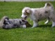 Adorables chiots yorshire disponible .