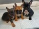  CHIOTS BOULEDOGUE FRANÇAIS LOF 