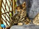 Magnifiques chatons bengal