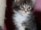 chaton maine coon non loof