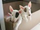 Magnifique chiots Bull Terrier