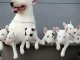 Magnifique chiots Bull Terrier