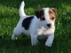 Pour Noel un Adorable chiot Jack russel à donner 