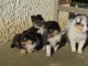 Chiots berger shetland disponibles de suite 