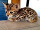 Chatons Bengal adorable