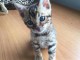 Adorable bébé chaton Bengale de race à donner 