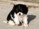 Chiot Cavalier King Charles femelle