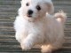 chiot bichon maltais male