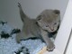 Chatons Chartreux Disponibles P