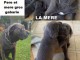  magnifique chiots CANE CORSO