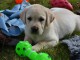 Magnifique Labrador retriever