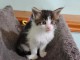 Chatons de type Maine coon a dopter