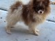 Chiots spitz pomeranien